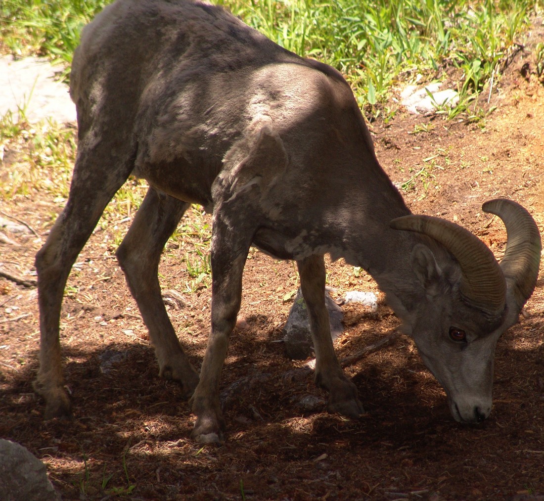 Bighorn sheep 10